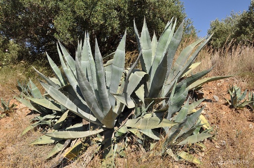 Agave americana fullplant8.jpeg
